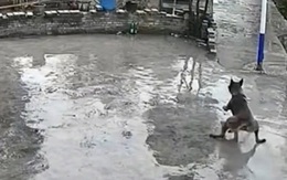 Chú chó bay vọt qua hàng rào vì nền sân xi măng trơn trượt