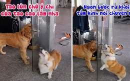 Corgi và Golden đấu võ mồm bên cửa kính