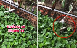 Chàng trai dùng điện thoại mở tiếng vịt kêu để câu cá lóc