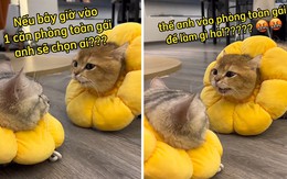 Chú mèo khốn khổ khi bị bạn đời kiếm chuyện