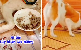 Chú chó sang chảnh ăn xong biết lấy khăn lau miệng