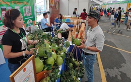 Hồng treo gió Lâm Đồng, mật hoa dừa Trà Vinh, ca cao Đắk Lắk... tại tuần hàng OCOP