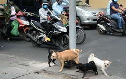 Bắt chó thả rông chỉ là giải pháp tình thế, 'hậu' thu gom mới... khổ!