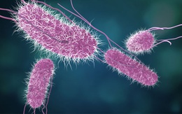 Khuẩn Salmonella là gì? Có trong loại thức ăn nào?