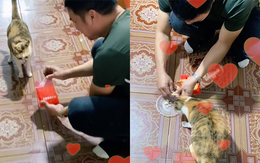 Ông bố đi ăn tiệc gói tôm về cho mèo cưng