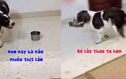 Chú chó lém lỉnh lấy tô to khi nghe sen nấu nhiều đồ ăn ngon