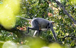 Phát hiện 10 đàn voọc chà vá chân xám thuộc sách đỏ Việt Nam và IUCN ở vùng núi Quảng Ngãi