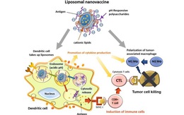 Nhật Bản tìm ra cách hiệu quả kích hoạt miễn dịch chống ung thư