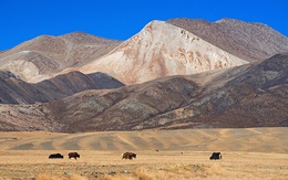 Cao nguyên Thanh Hải - Tây Tạng trên dãy Himalaya nguy cơ sụp đổ