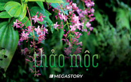 Cung đường thảo mộc