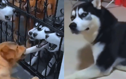 Husky khóc nức nở vì cãi lộn bị đồng bọn táp chân