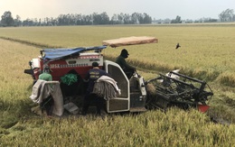 Nông dân miền Tây phấn khởi thu hoạch vụ Thu Đông 2022