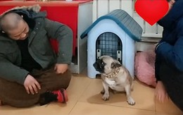 Chú chó hổ báo xa vòng tay sen bỗng ngoan lạ thường