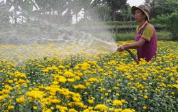 Ngành hoa kiểng rực rỡ bên dòng Sa Giang