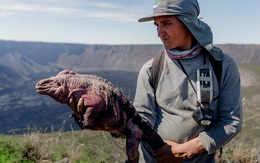 Ecuador: Phát hiện đàn con mới nở của kỳ nhông hồng cực quý hiếm