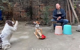 Chó mẹ làm nhạc trưởng hướng dẫn con chơi nhạc