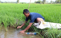 Ông mù mần ruộng, bắt lươn