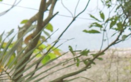 'Biến' vỏ dứa thành tiền