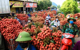 Tạo điều kiện cho các doanh nghiệp, thương nhân Trung Quốc thu mua vải thiều tại Bắc Giang