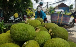 Nông dân 'khóc ròng' với mít Thái