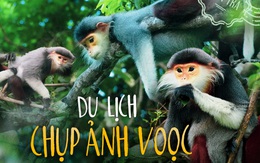 Du lịch chụp ảnh voọc: Tour hay, ít phổ biến