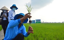 Hỗ trợ nông nghiệp: đủ thứ vướng, gần 4 năm vẫn loay hoay chưa xong