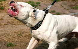 Thả chó dữ cắn người để giải quyết mâu thuẫn, bị xử lý ra sao?