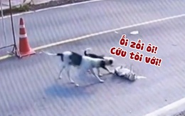 Chú chó nằm ăn vạ xe tông bị đồng bọn lật tẩy