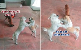 Chú chó nhân cơ hội giành thức ăn khi đồng bọn đánh nhau (P2)