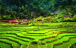 Lên Hoài Khao, ngắm hoa văn sáp ong mê hoặc