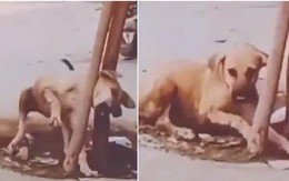 Chú chó tự cứu mình khị bị mắc kẹt
