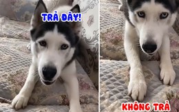 Chú chó nổi cáu vì bị cướp đồ ăn