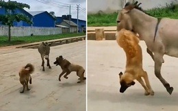 Video hài nhất tuần qua: Chó hổ báo bị lừa dạy bài học nhớ đời