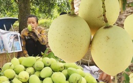 Xoài nào ngon bằng xoài Cao Lãnh