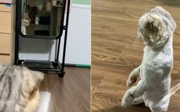 Chú mèo đắm đuối ngắm nhìn mình trong gương