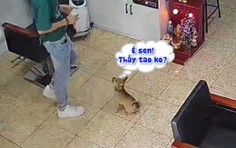 Chú chó quạu vì bị sen ngó lơ