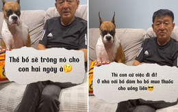 Chú chó tỏ thái độ không hài lòng khi ở với ông