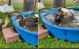 Ngan con hổ báo rượt chú vịt chạy trối chết để giành bể bơi