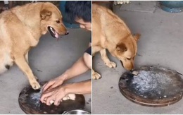 Chú chó dùng chân che miếng thịt, chờ sen ra chỗ khác liền lấy ăn