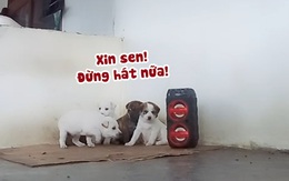 Đàn chó con hú hồn khi nghe sen hát