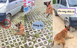Chú chó trả đũa tài xế ô tô vì cán đổ bát cơm