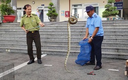 Trăn gấm dài 2 mét bò vô sảnh trường học ở TP.HCM