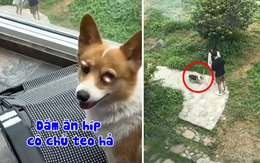 Chú chó lấy cây gậy cho sen đánh bạn trai hư