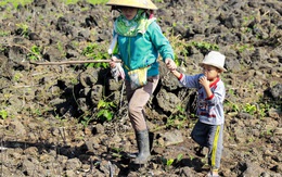 Phá đá núi lửa gieo hạt mầm