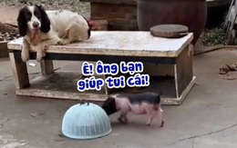 Chú chó hiểu chuyện mở lồng bàn giúp heo có đồ ăn