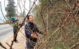 Săn đào xuyên biên giới