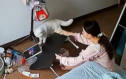 Cô chủ chán chẳng buồn nói khi mèo cưng làm mất bữa ăn