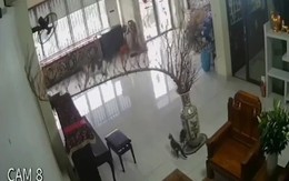 Mèo quậy phá làm vỡ lục bình sứ của gia chủ