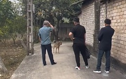 Đoàn người đi chúc Tết bị chú chó ngáng đường