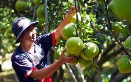 Sức mua kém, làng bưởi Tân Triều bán tháo không chờ Tết